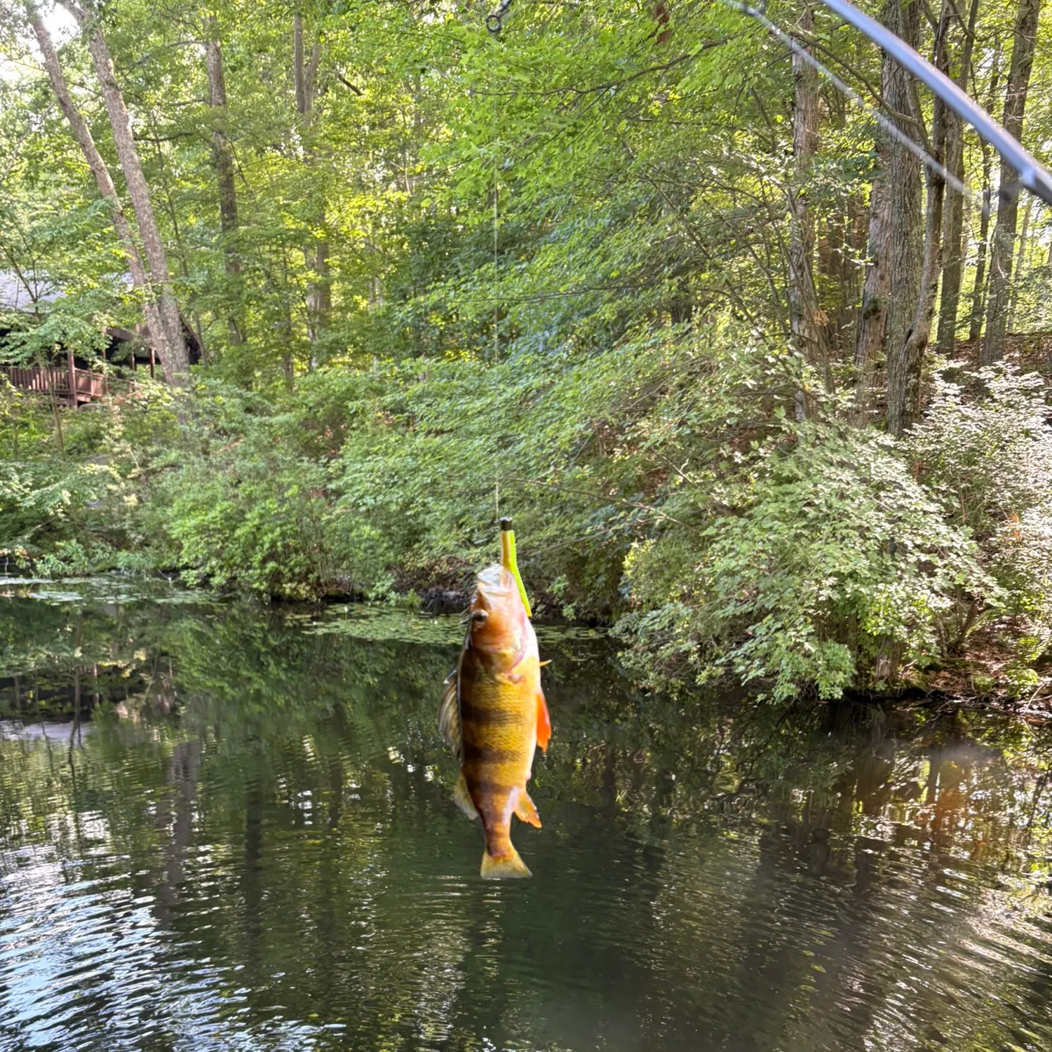 Yellow perch caught on Fishbrain