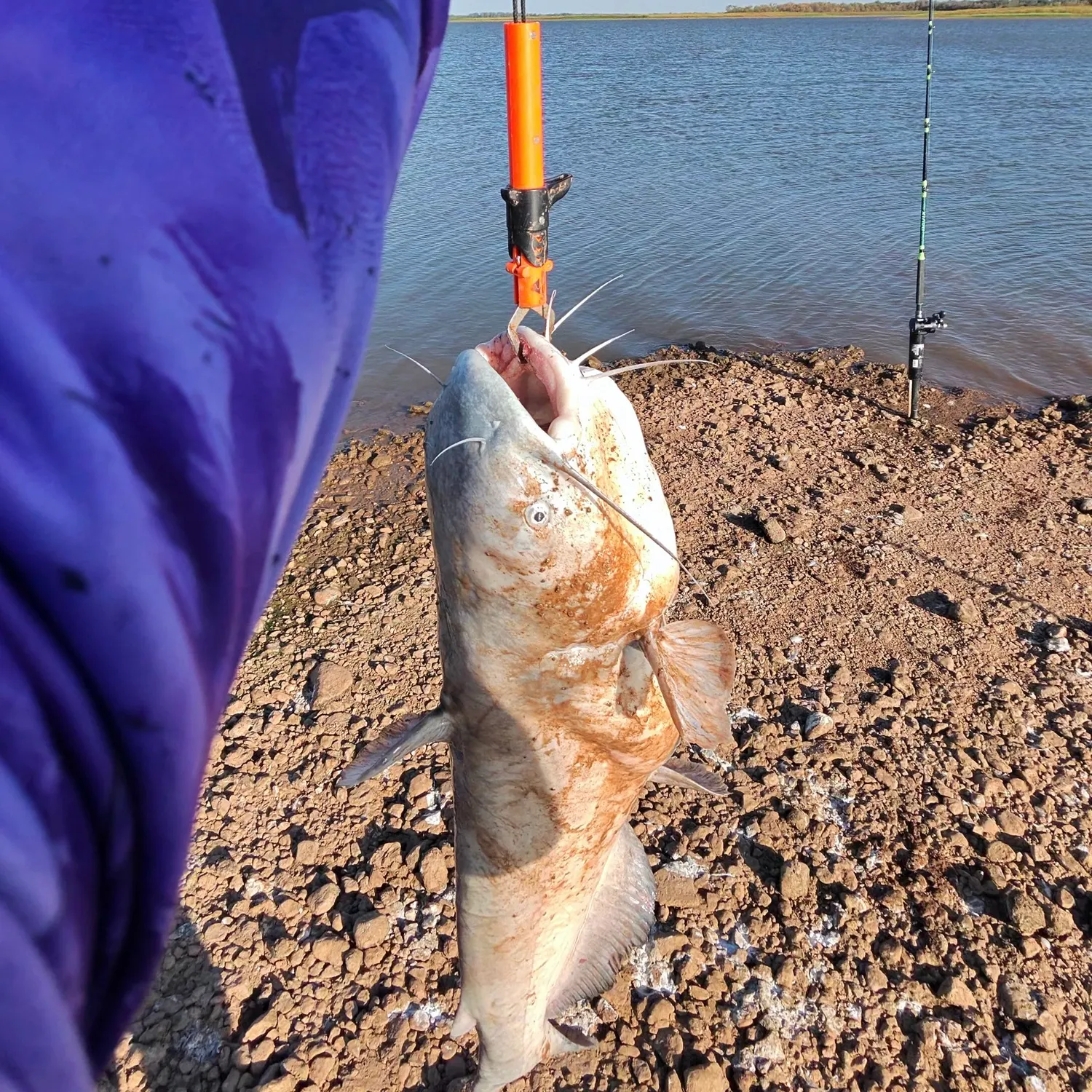 Blue catfish caught on Fishbrain