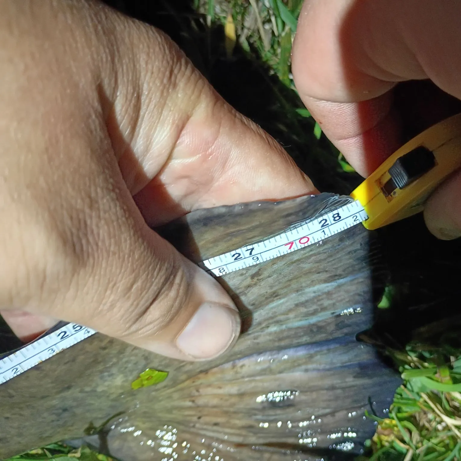 Flathead catfish caught on Fishbrain
