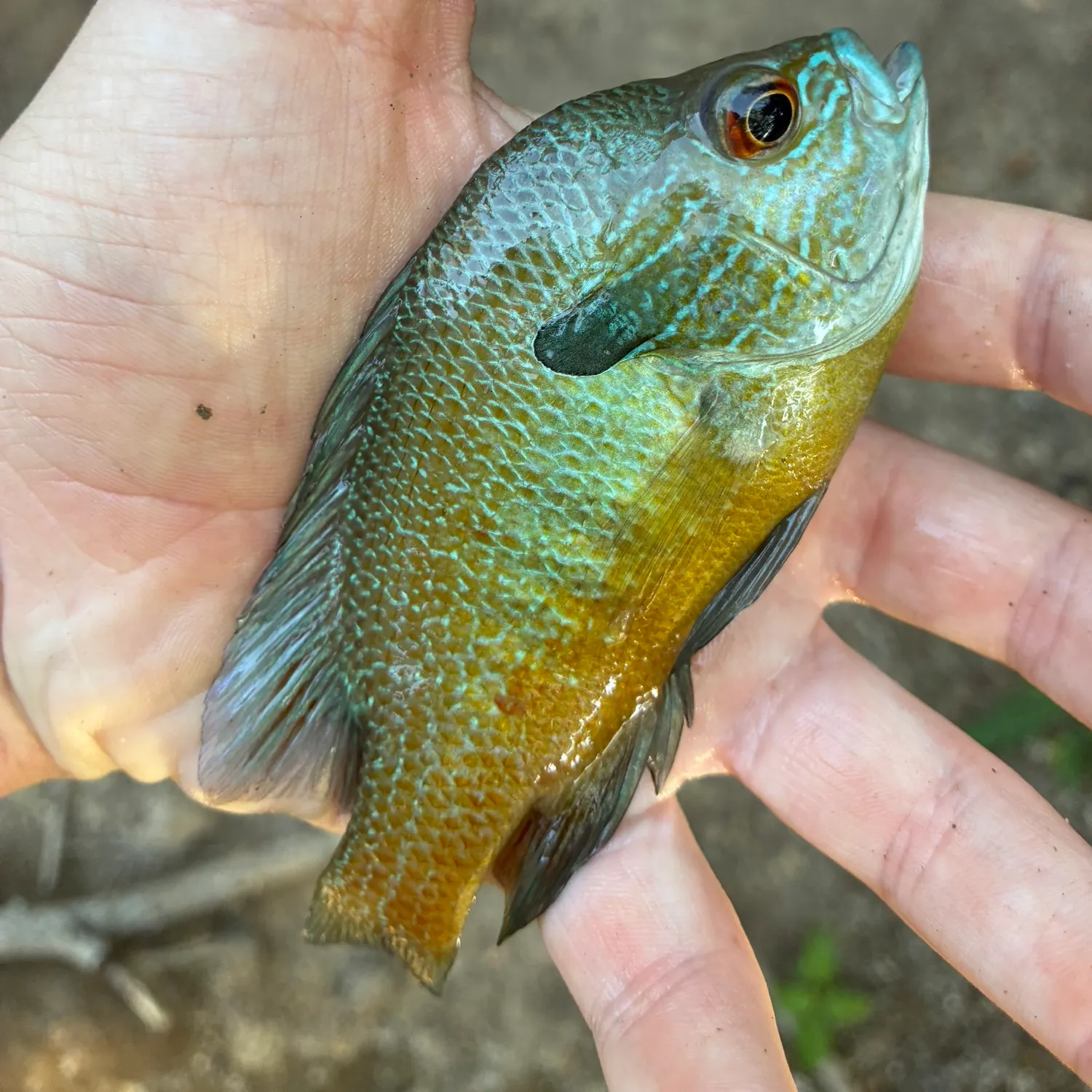 Fish caught on Fishbrain