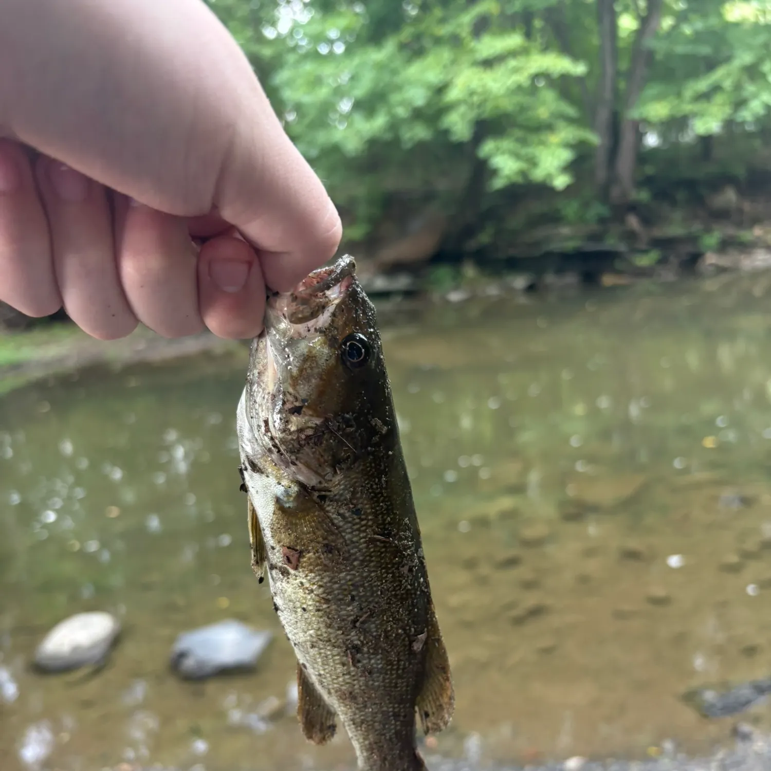 Smallmouth bass caught on Fishbrain