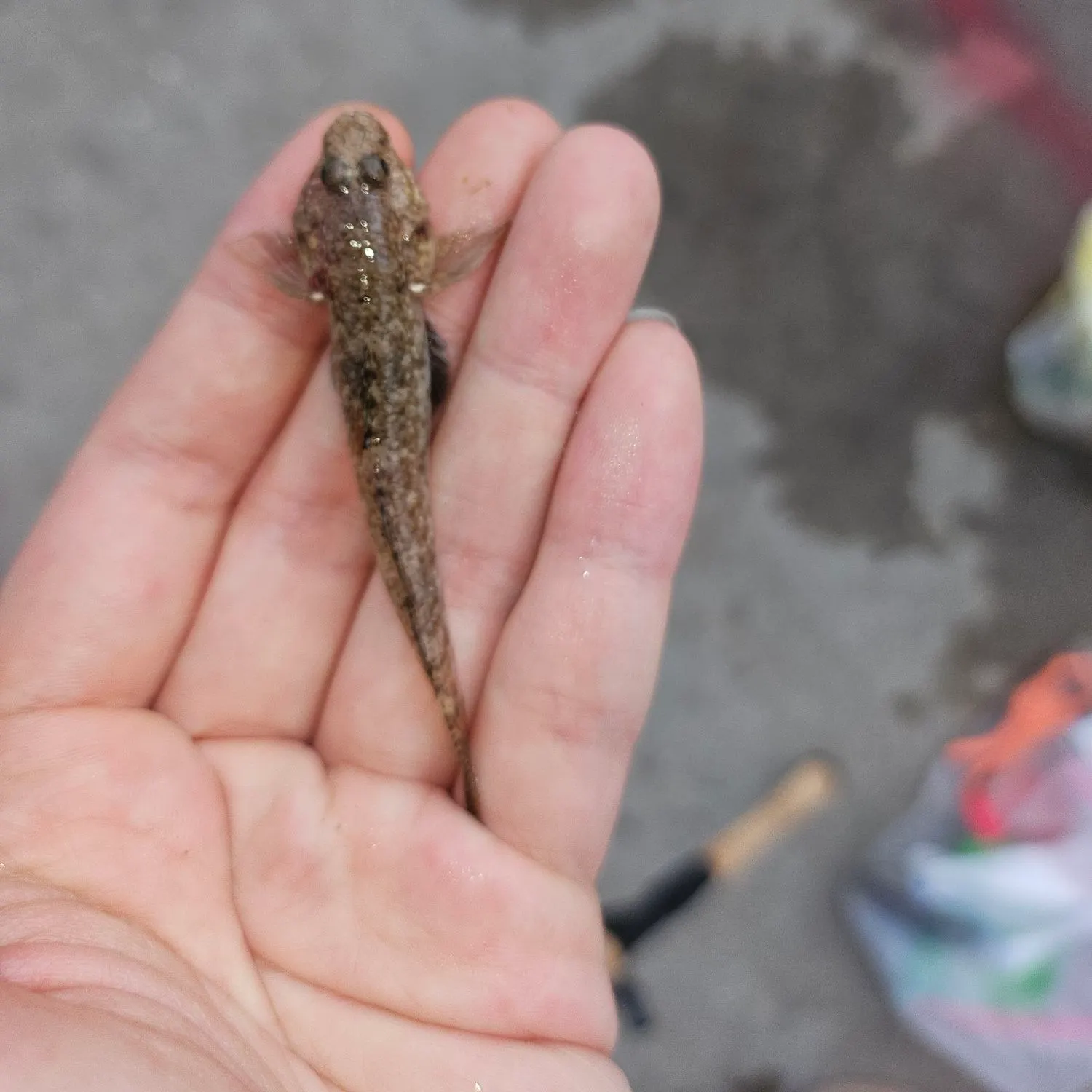 The most recent Yellowfin goby catches on Fishbrain