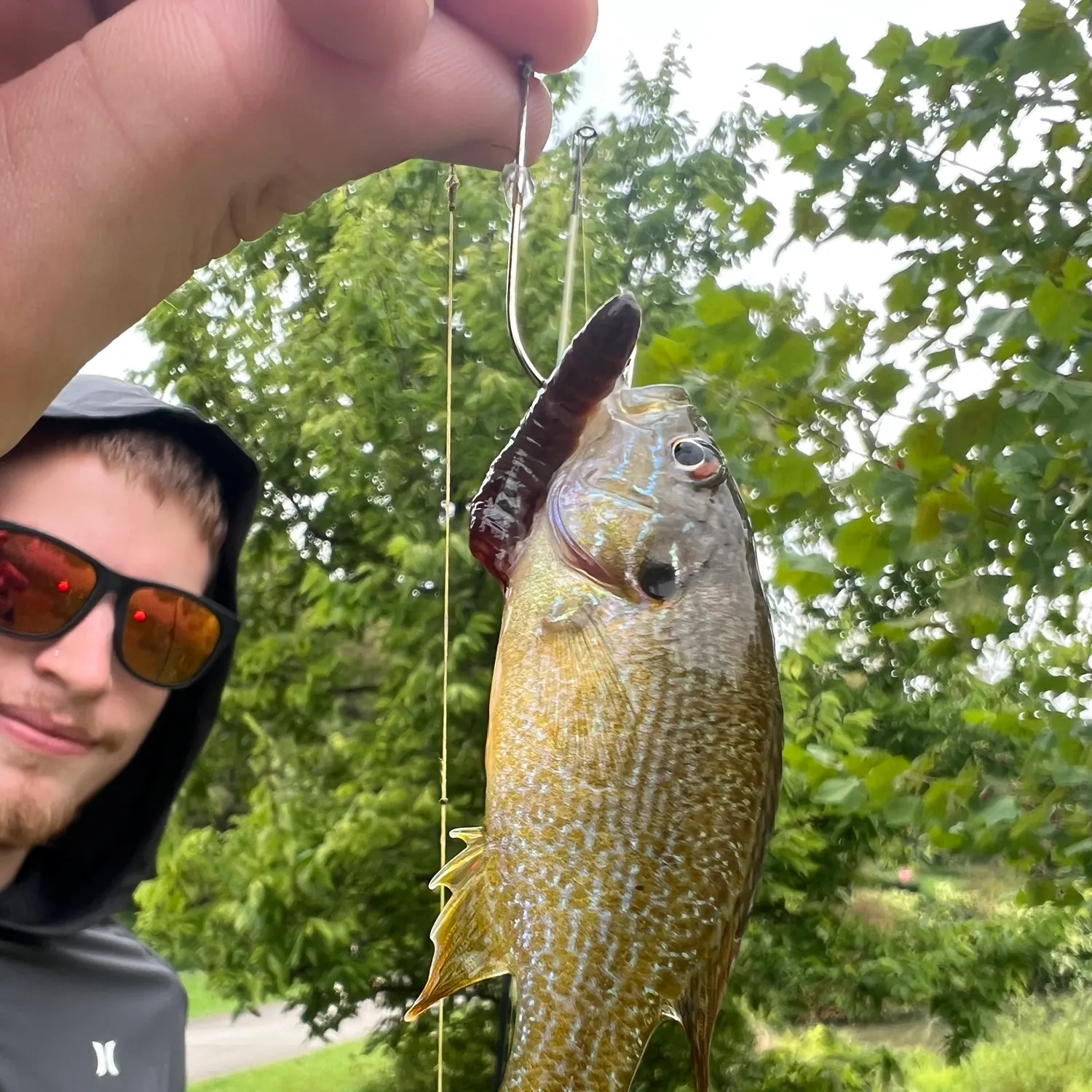 Greengill hybrid caught on Fishbrain