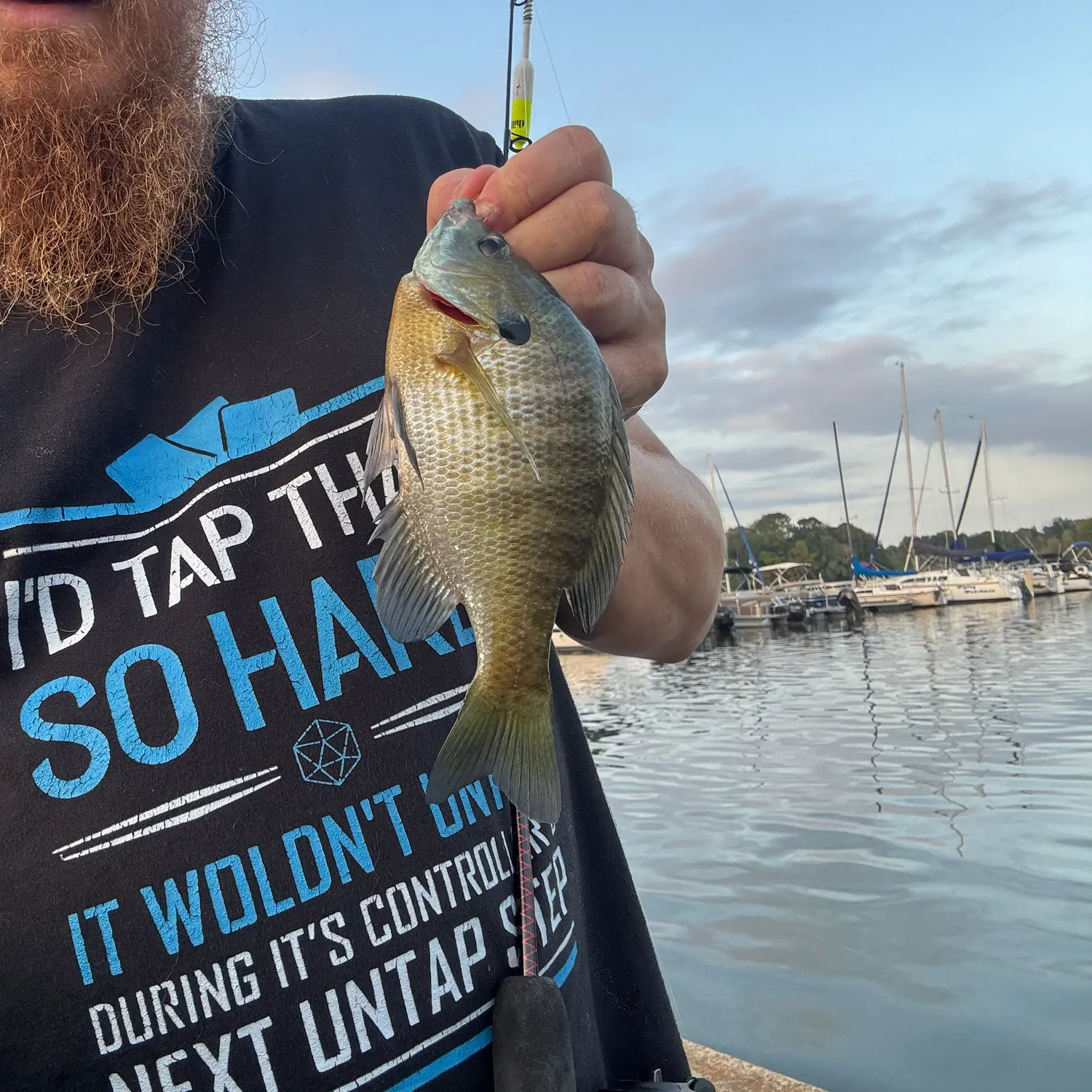 Bluegill caught on Fishbrain