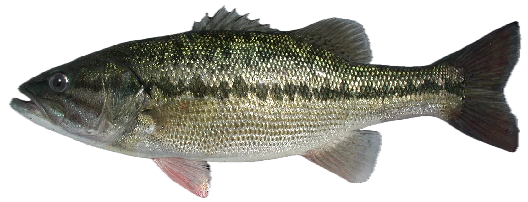 Spotted bass