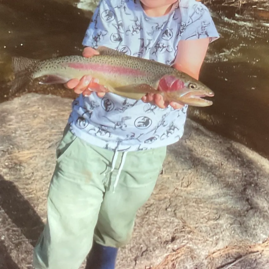 Rainbow trout caught on Fishbrain