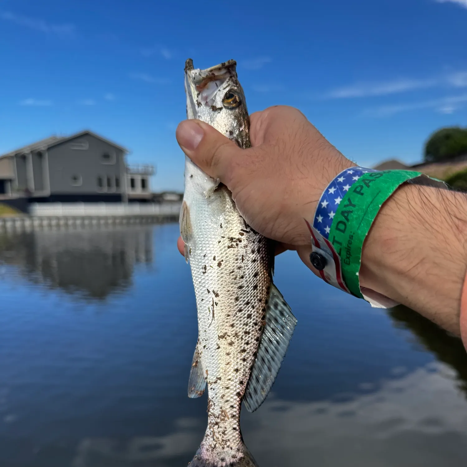 Spotted seatrout caught on Fishbrain