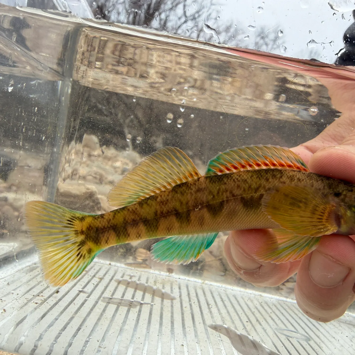 The most recent Greenside darter catches on Fishbrain