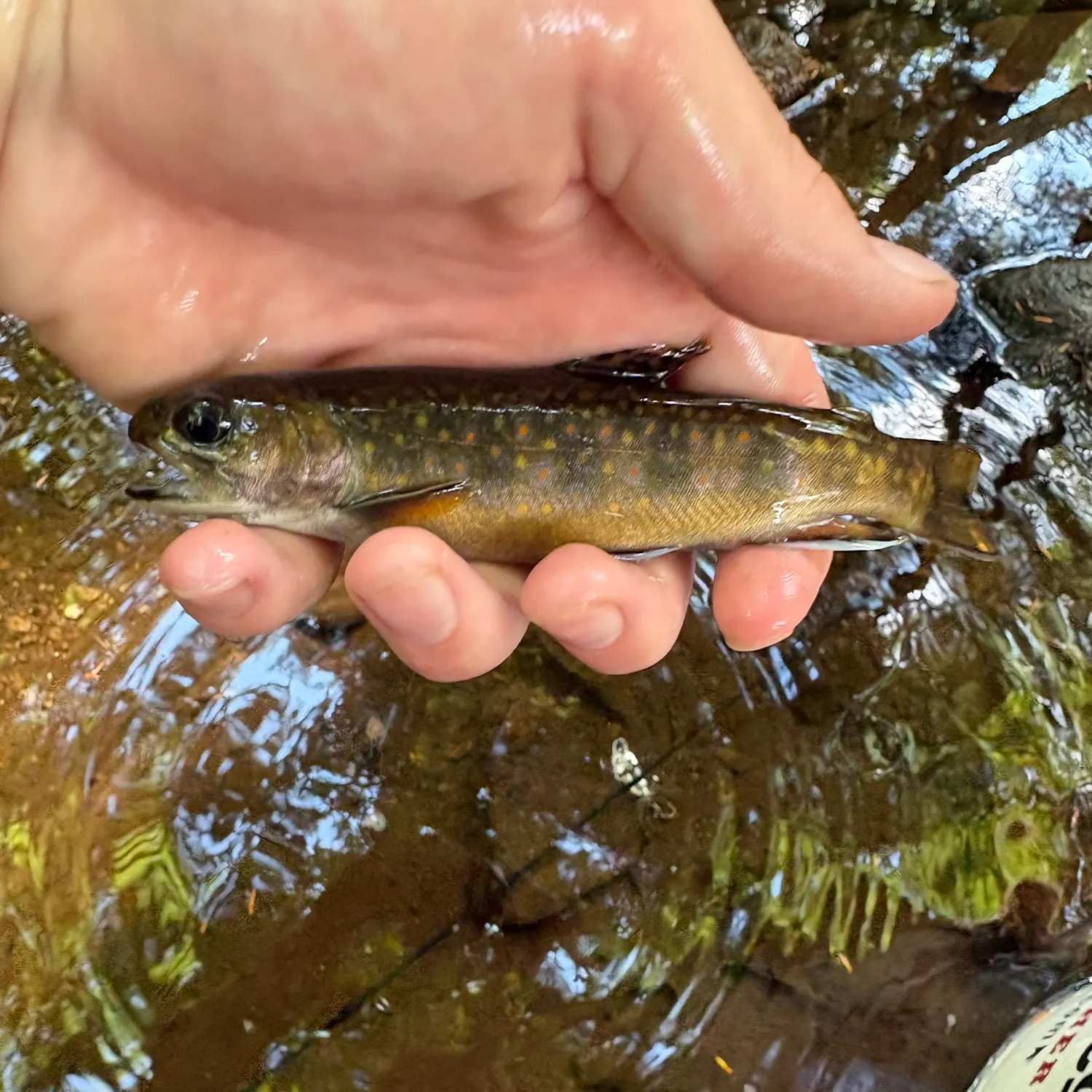 Brook trout caught on Fishbrain