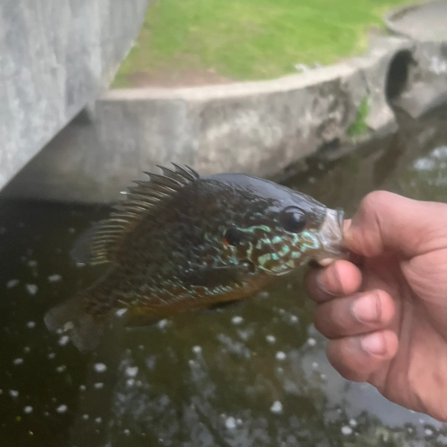 The most recent Pumpkinseed catches on Fishbrain