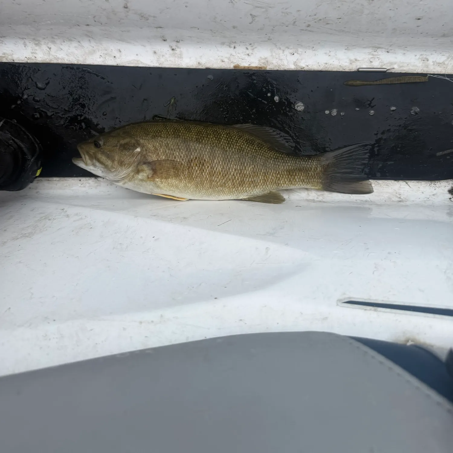 Smallmouth bass caught on Fishbrain