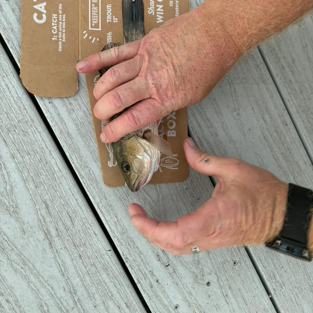 Mangrove snapper caught on Fishbrain