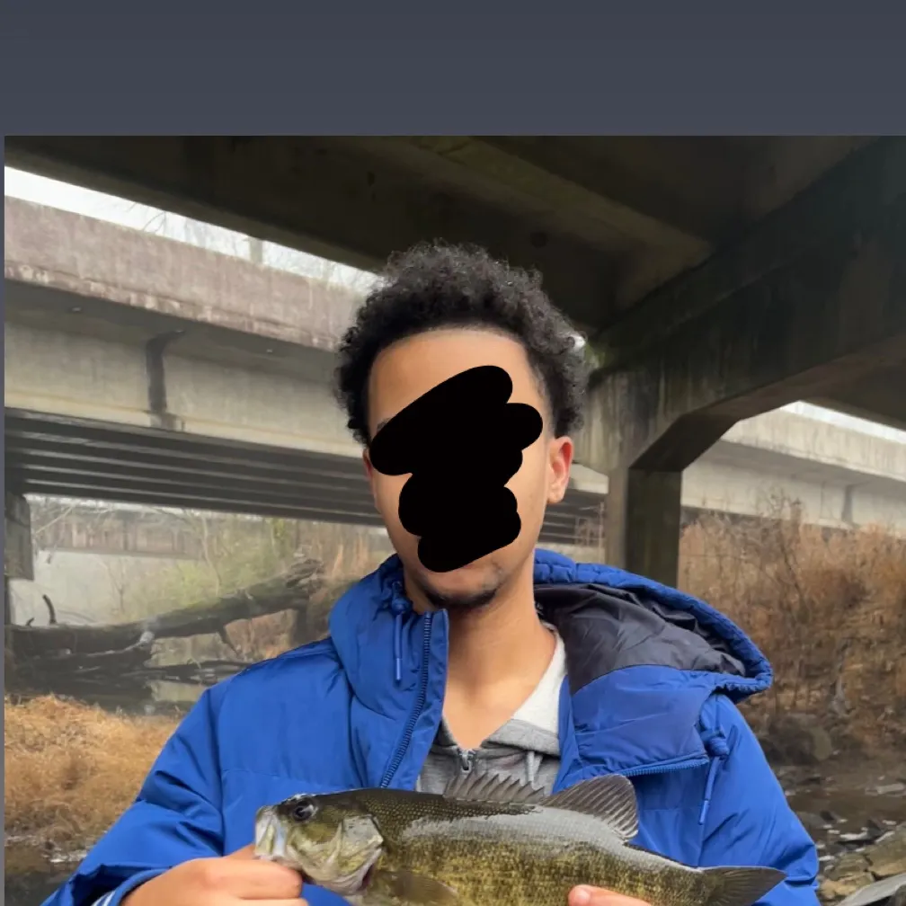 The most recent Meanmouth bass catches on Fishbrain