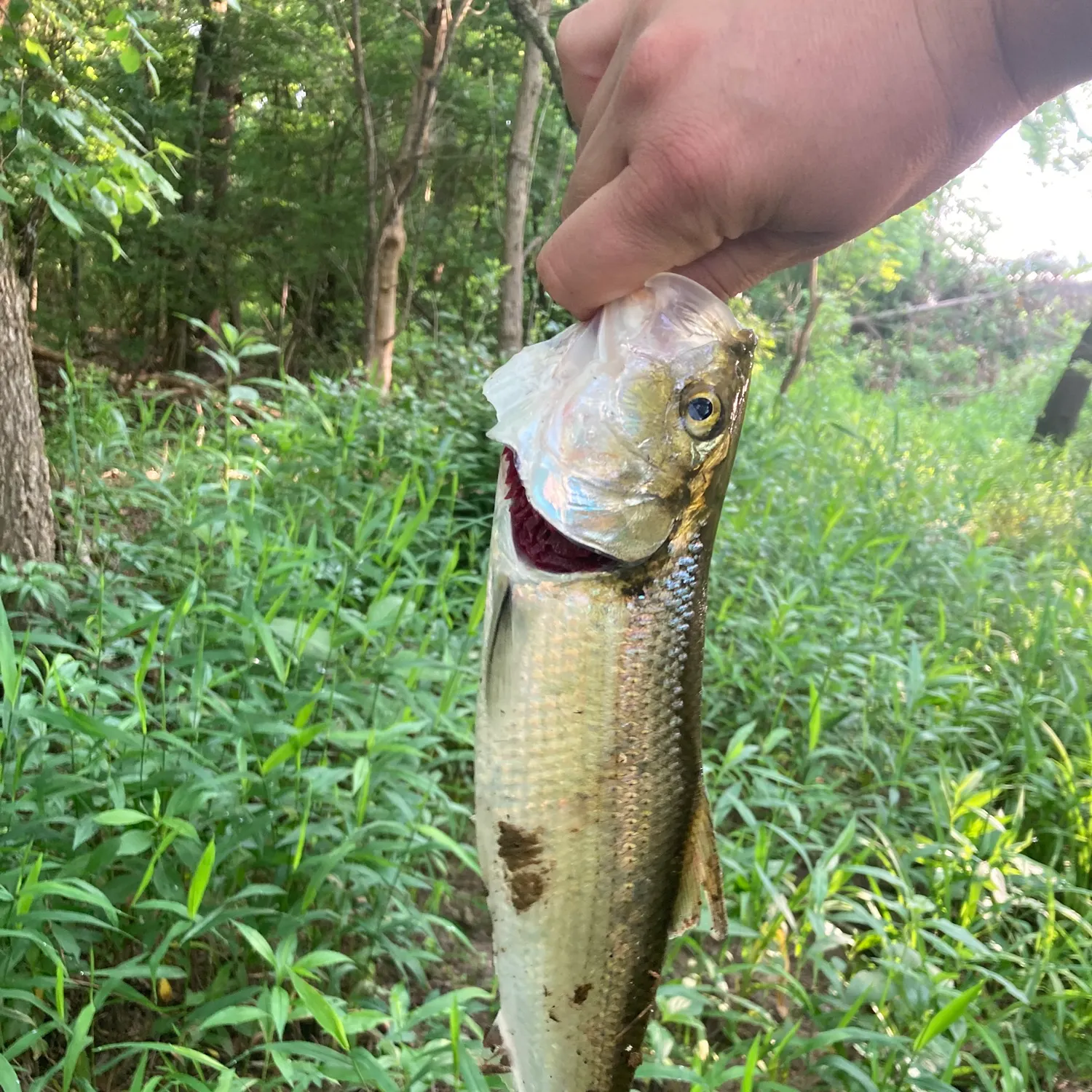 most liked catch image