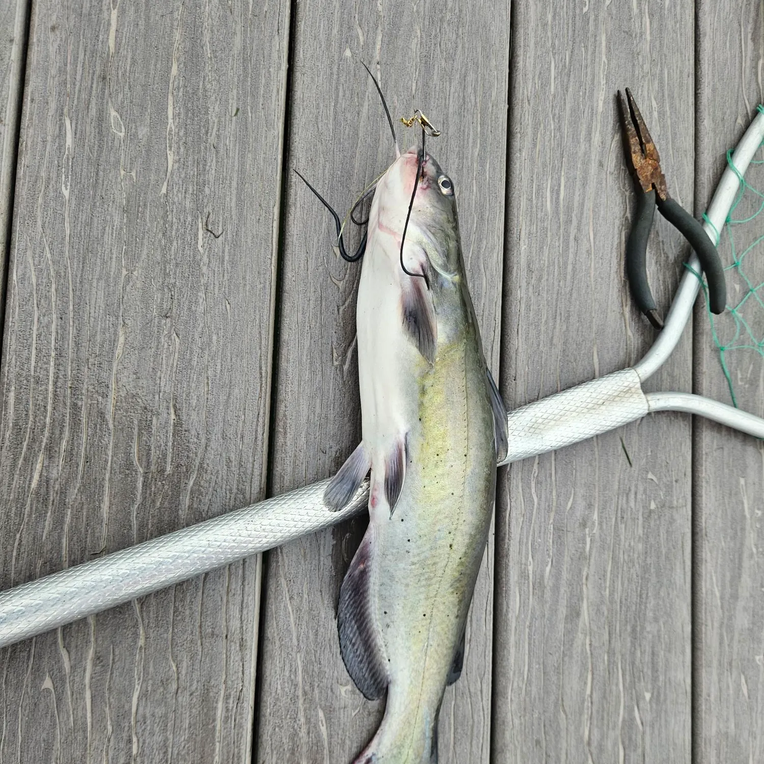 Channel catfish caught on Fishbrain