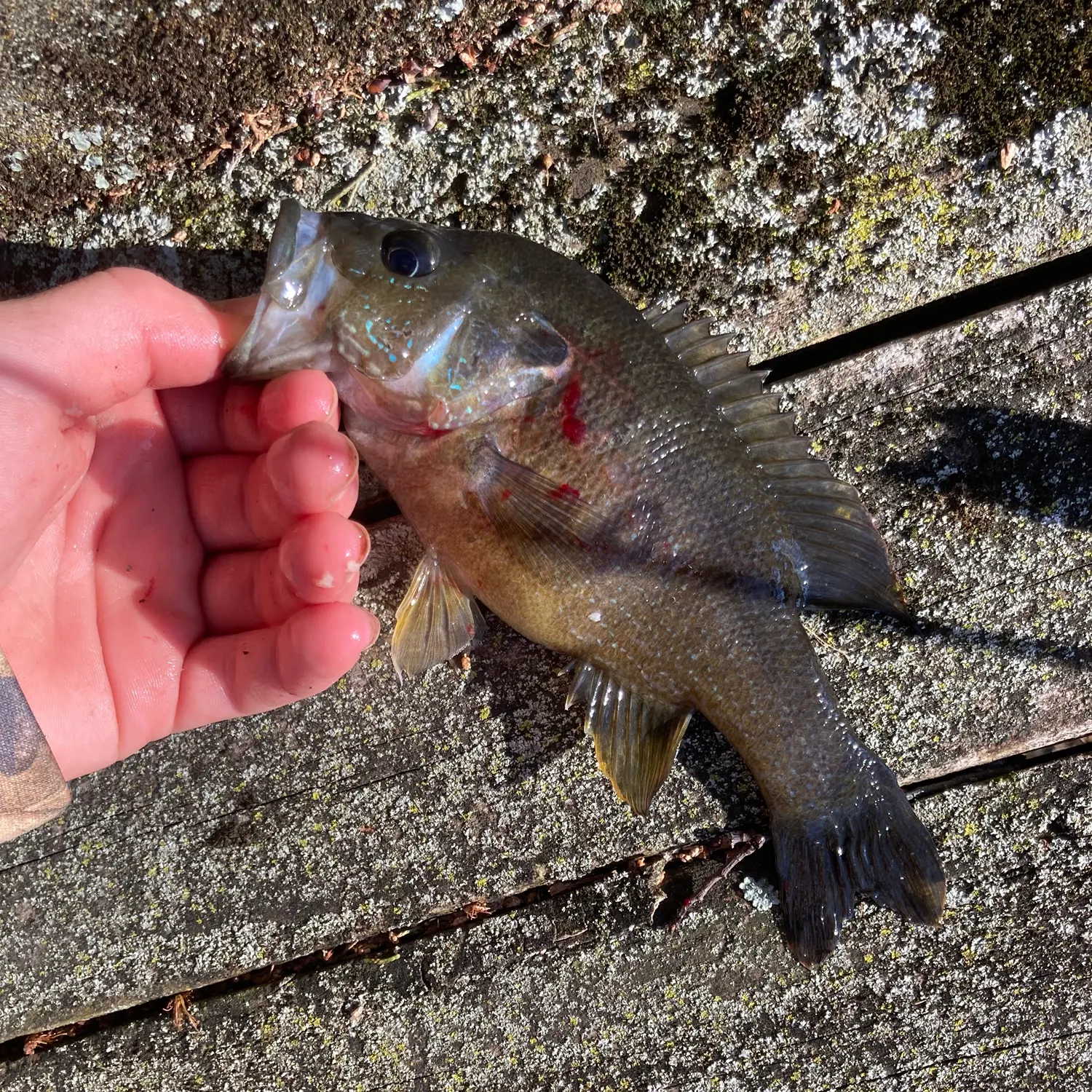 recently logged catches