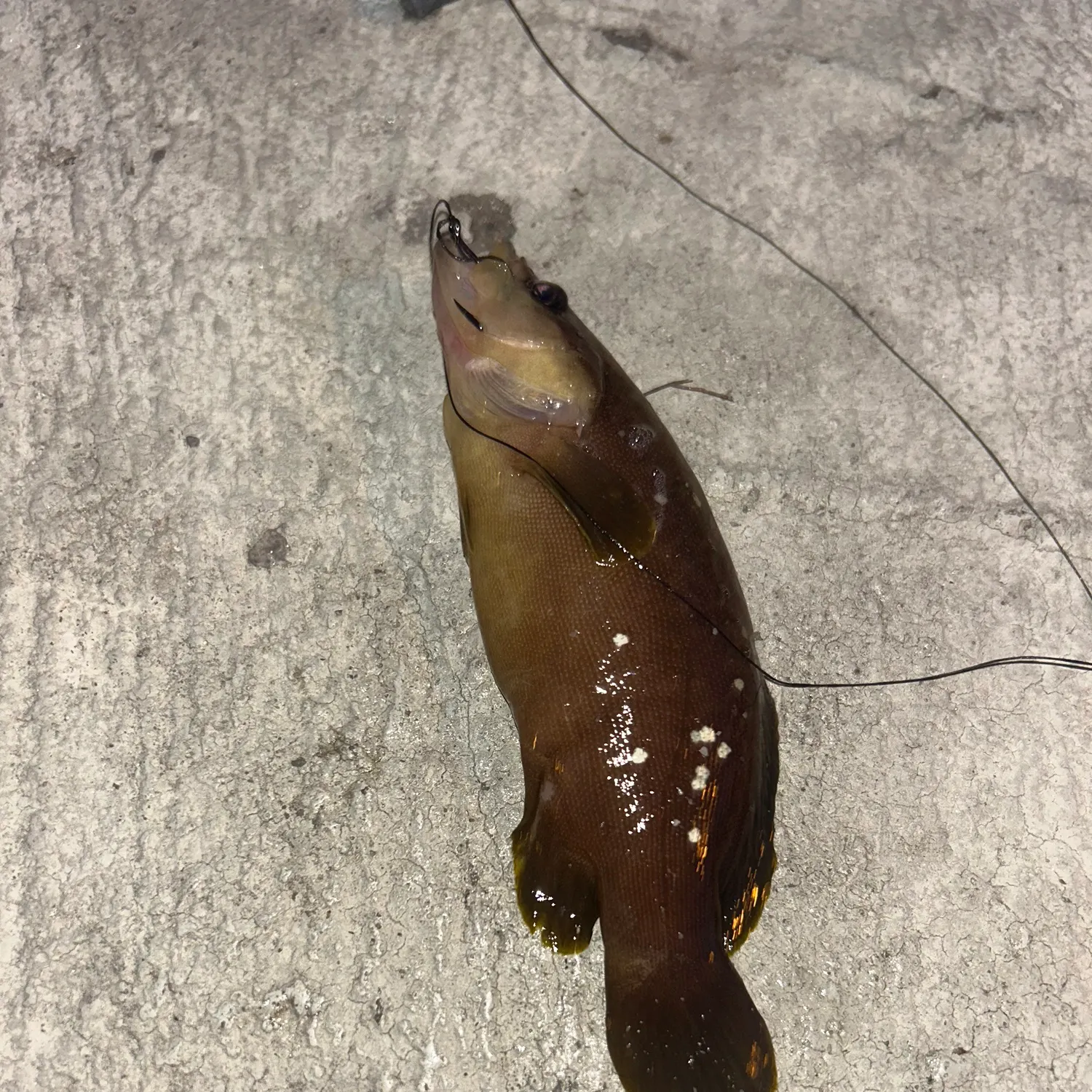 The most recent Whitespotted soapfish catches on Fishbrain