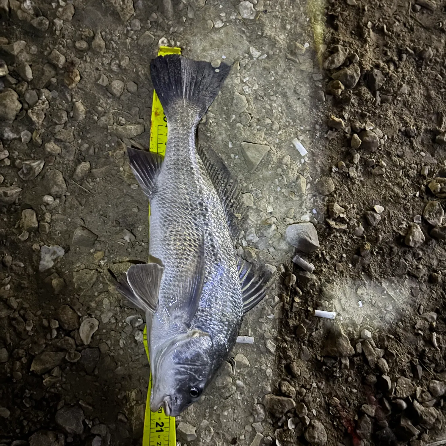Black drum caught on Fishbrain