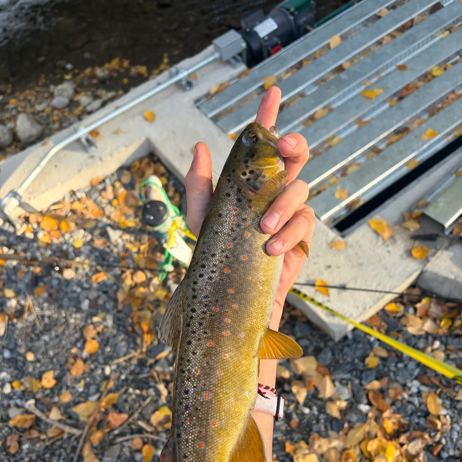 Brown trout caught on Fishbrain