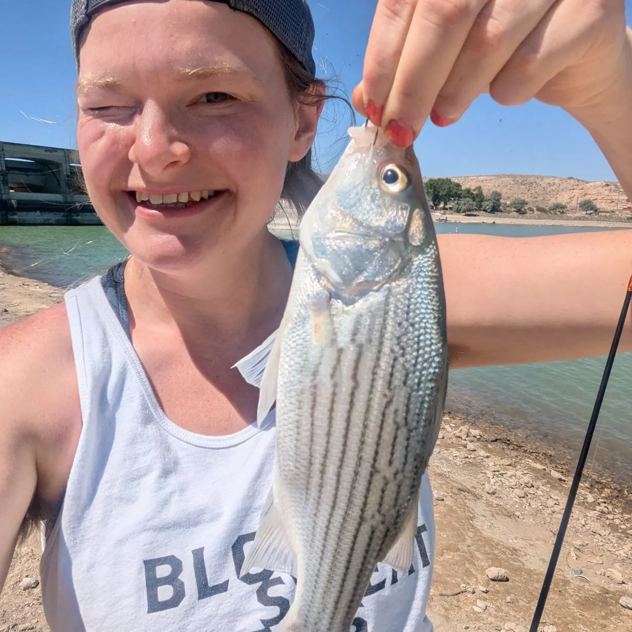 angler catch