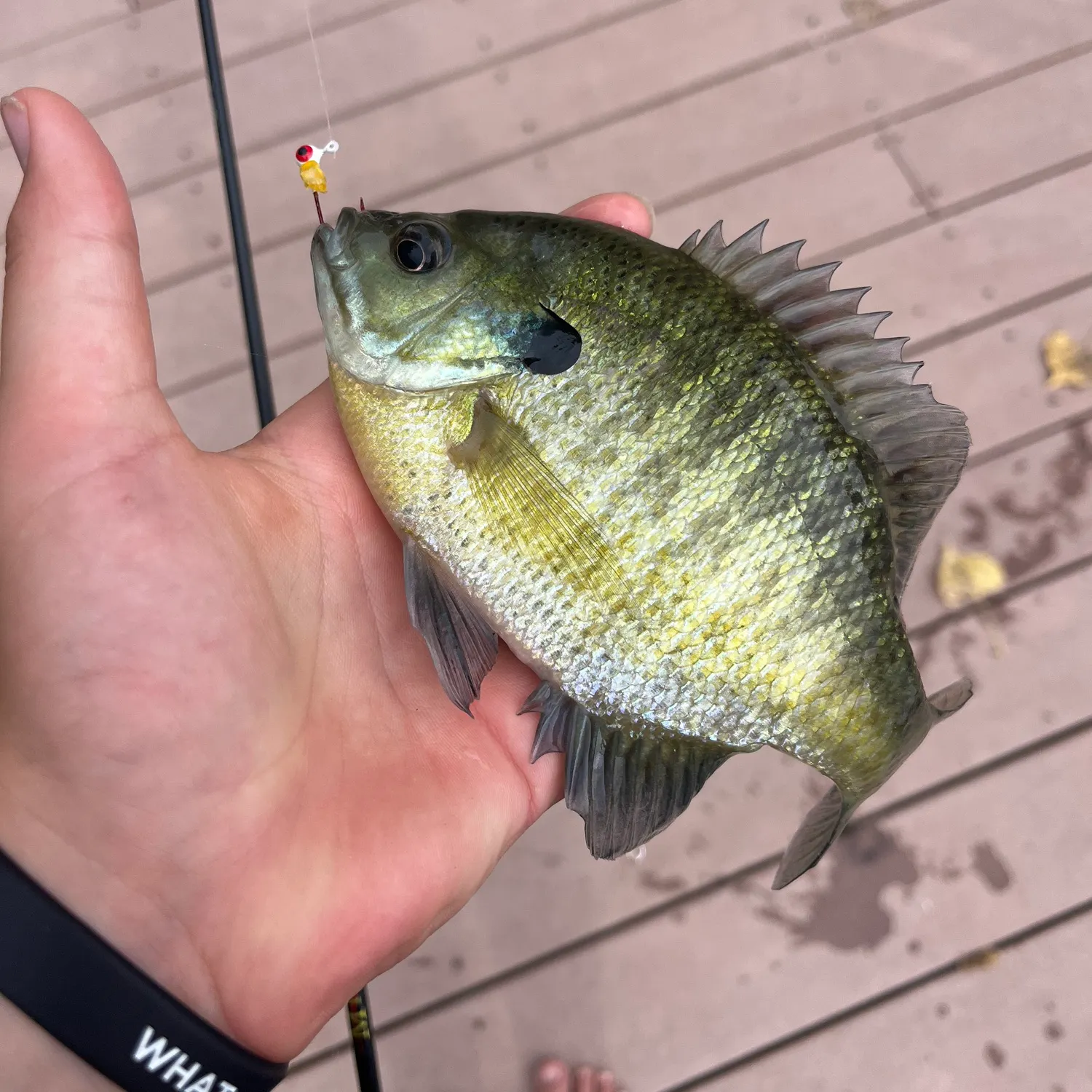 Bluegill caught on Fishbrain