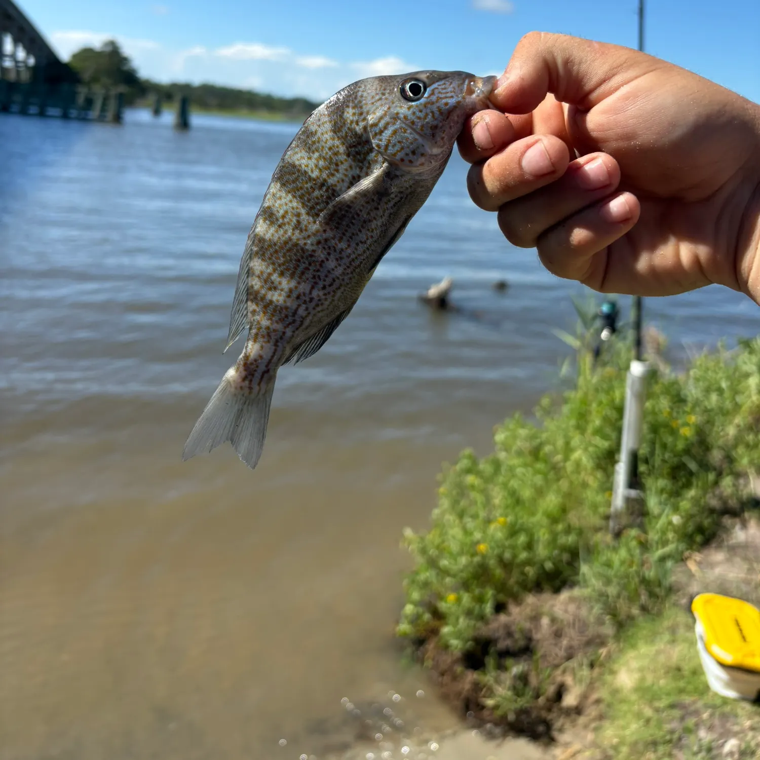 Pigfish caught on Fishbrain