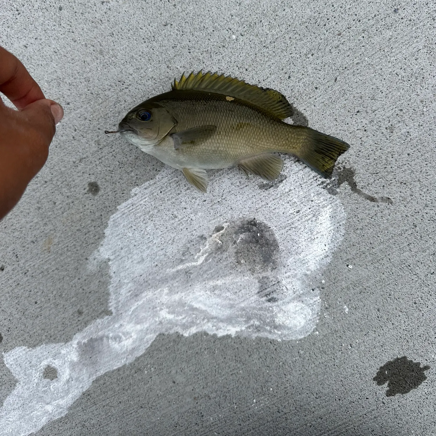 The most recent Opaleye catches on Fishbrain