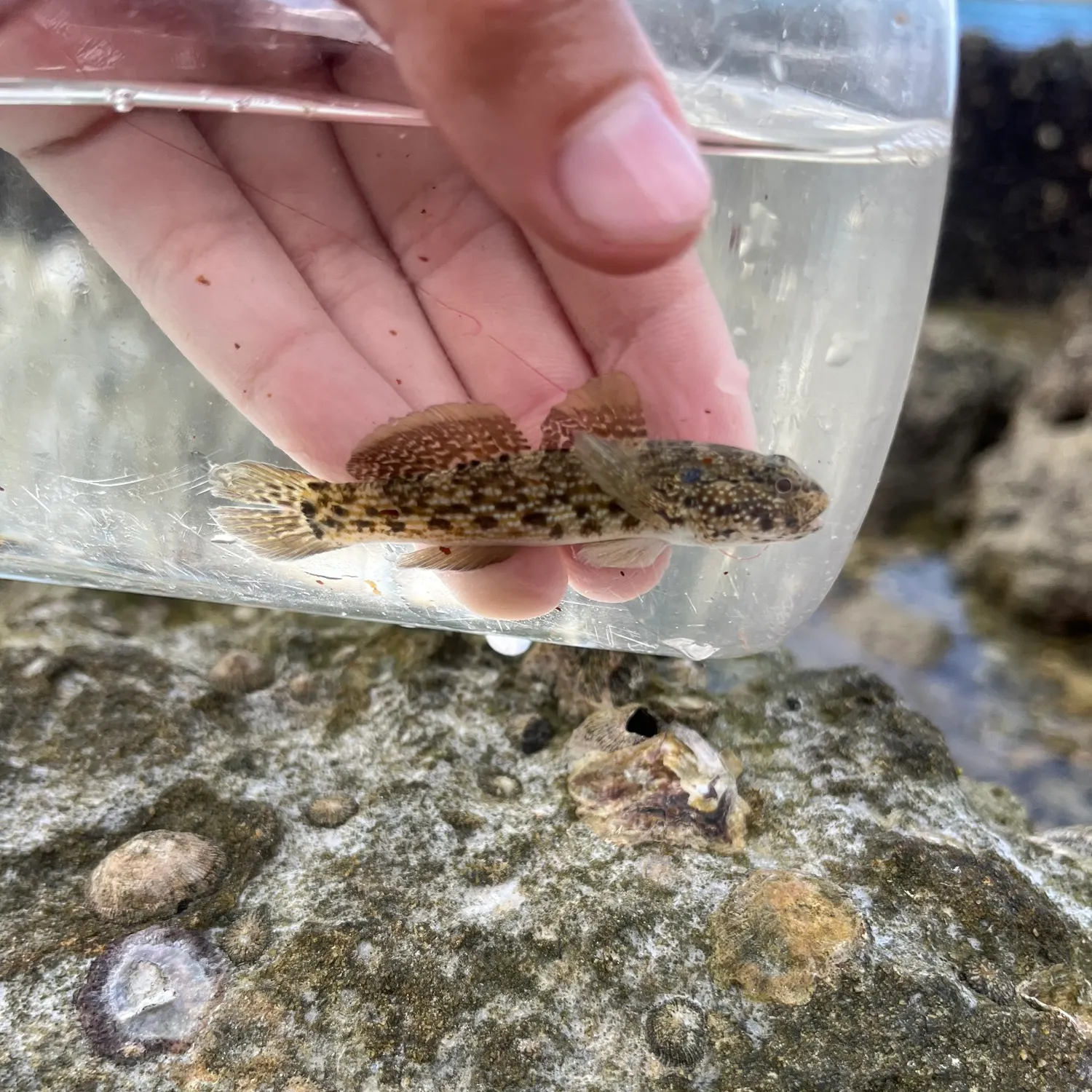 The most recent Antilles frillfin catches on Fishbrain