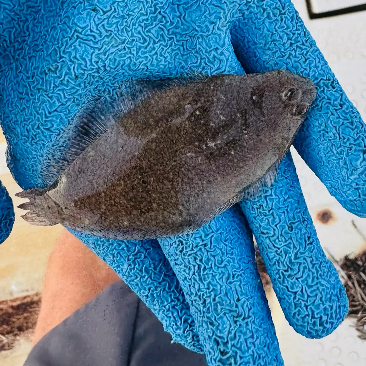 Summer flounder caught on Fishbrain