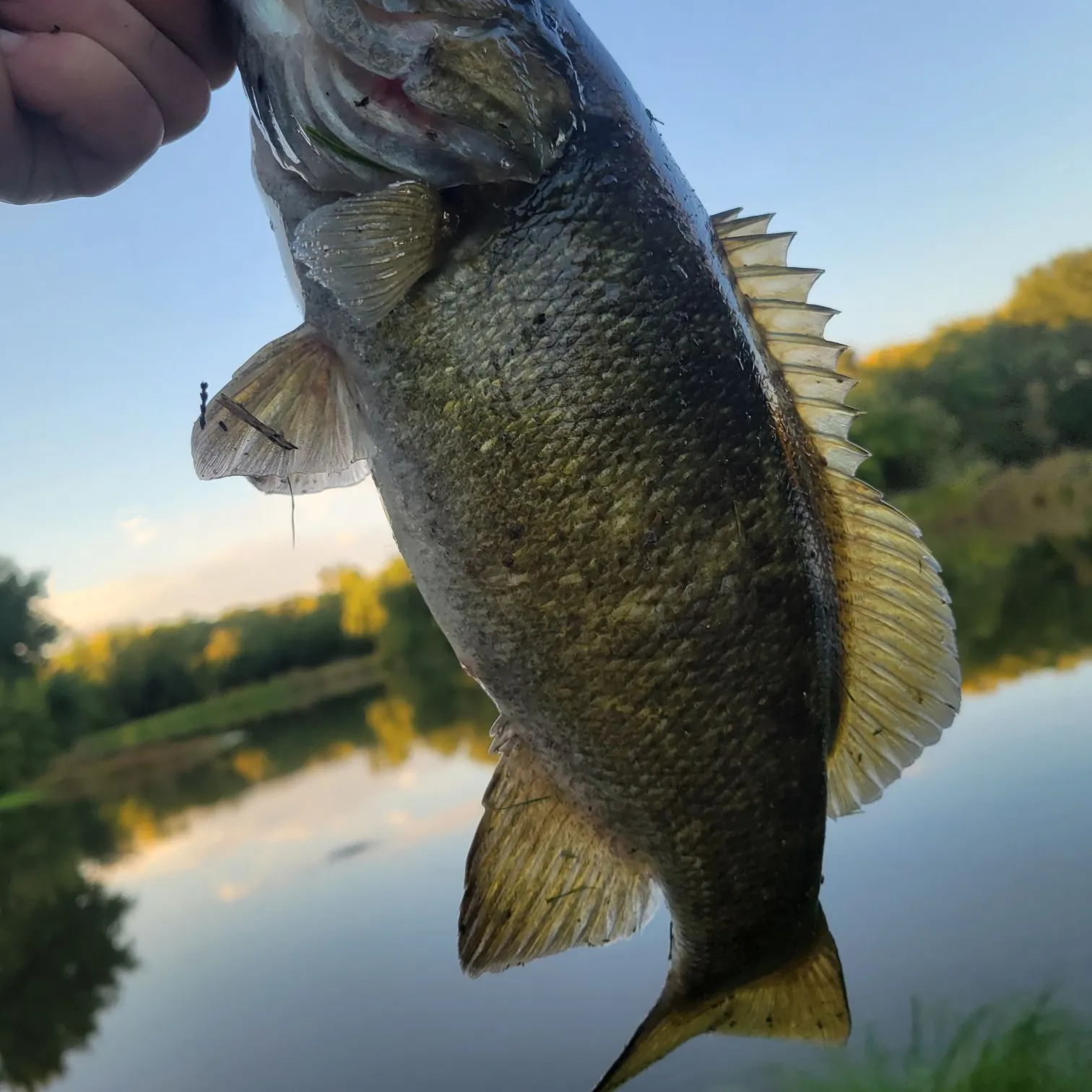 Smallmouth bass caught on Fishbrain