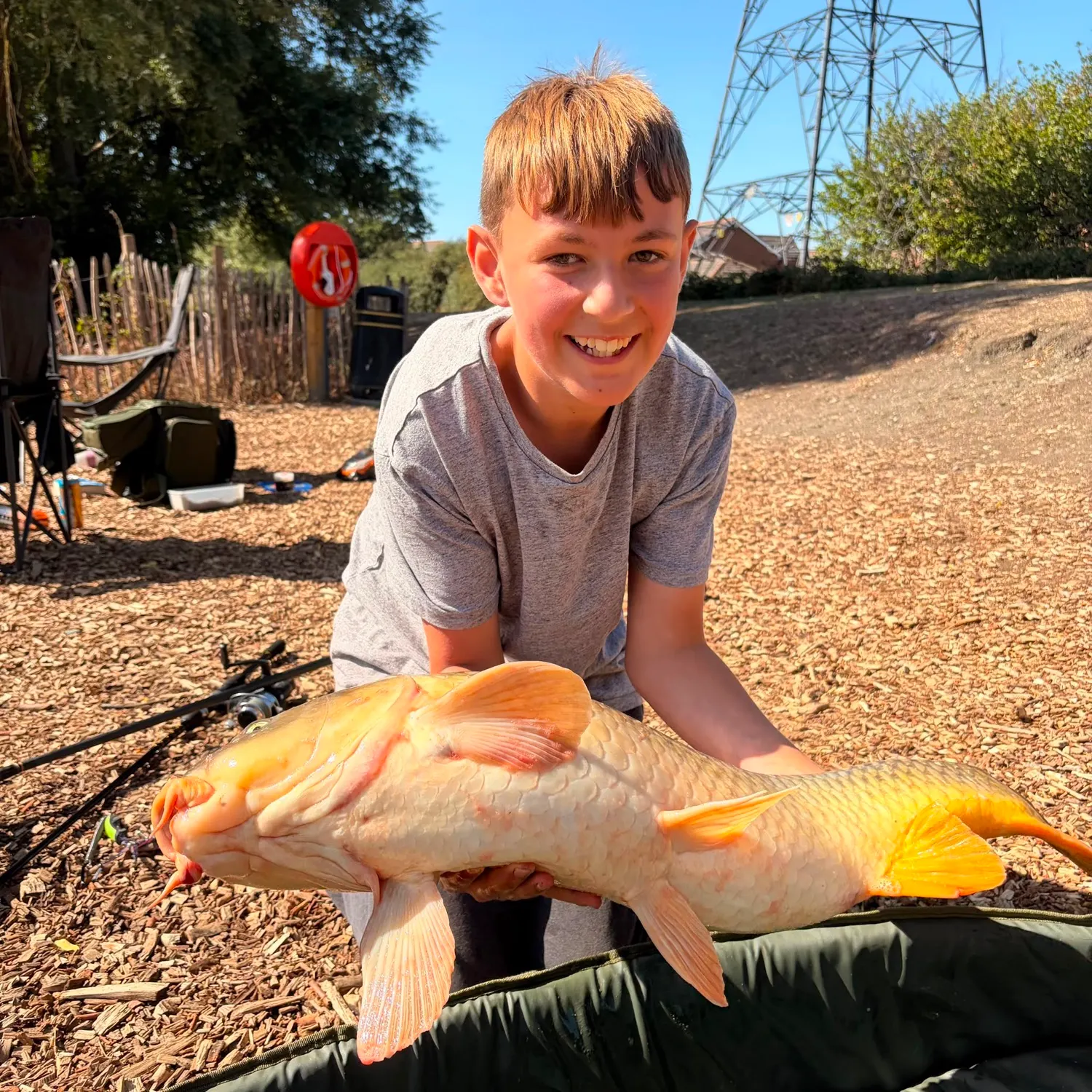 Common carp caught on Fishbrain