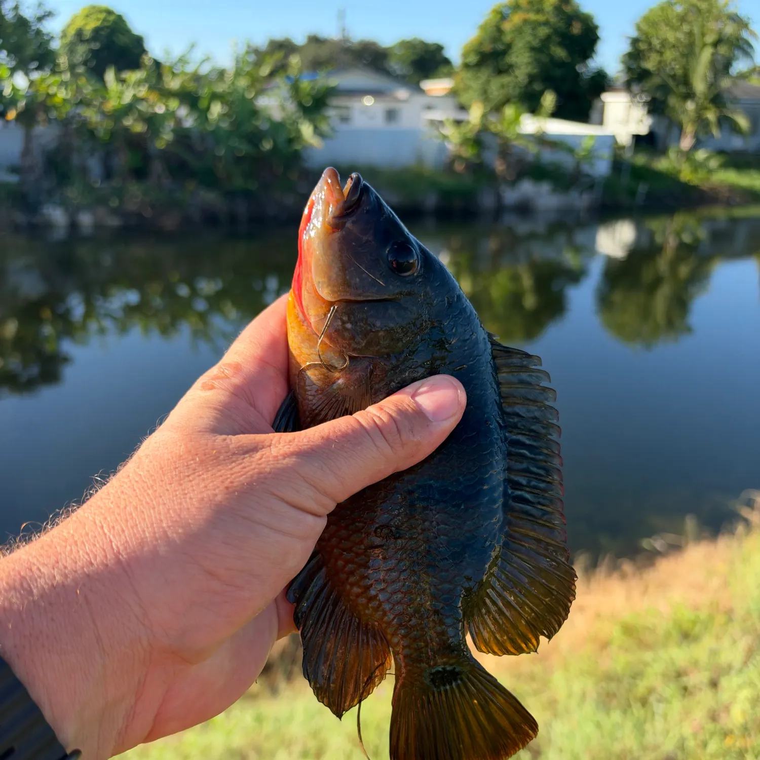 Mayan cichlid caught on Fishbrain