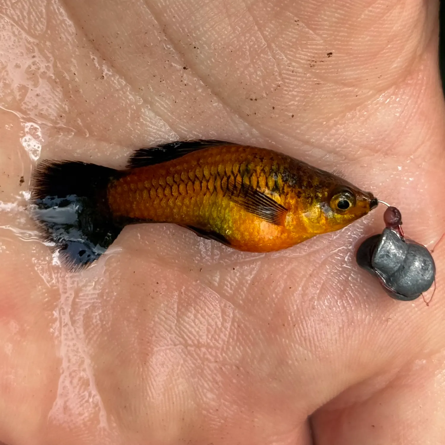 The most recent Variable platyfish catches on Fishbrain