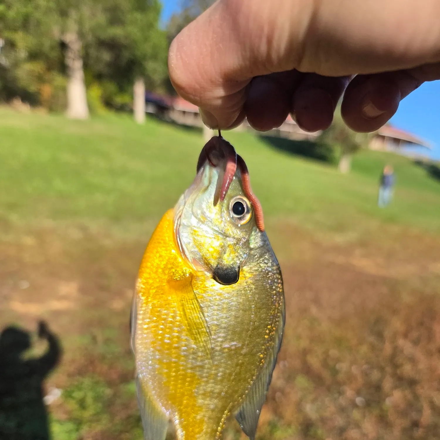 Redbreast sunfish caught on Fishbrain