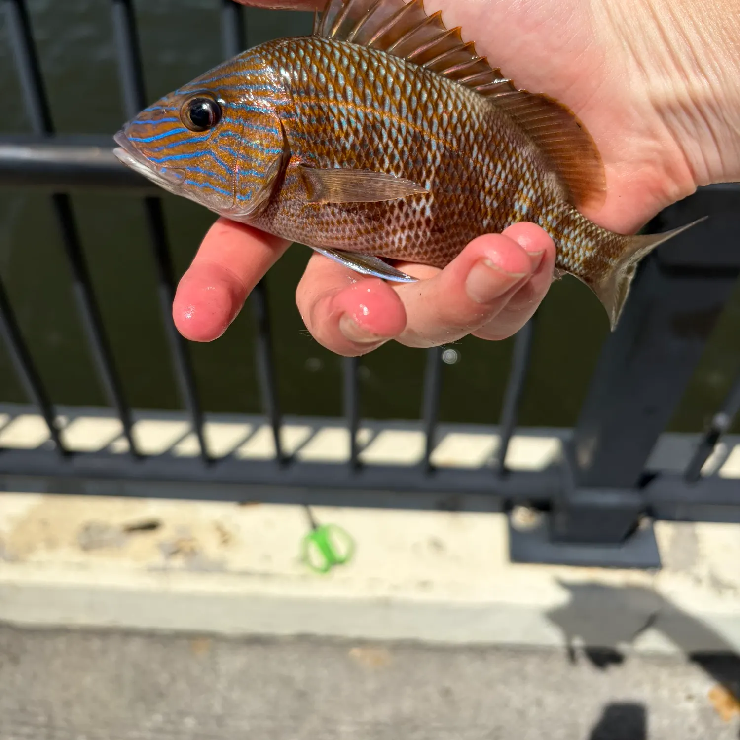 The most recent White grunt catches on Fishbrain