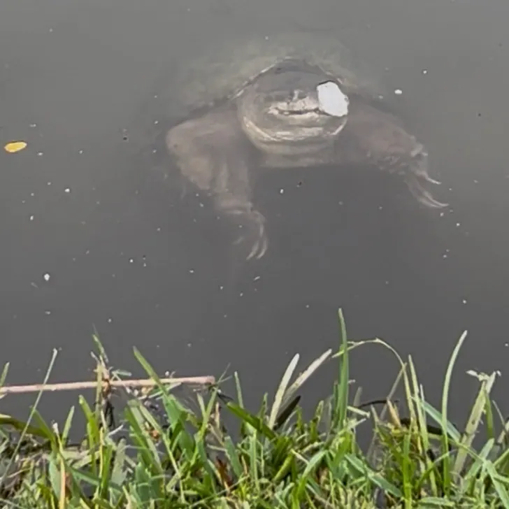 Common snapping turtle caught on Fishbrain