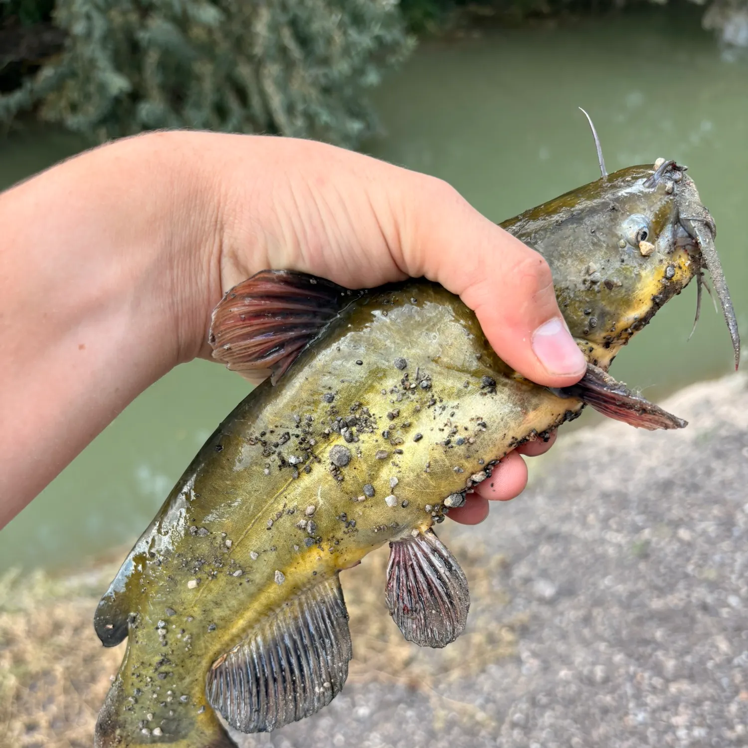 Yellow bullhead caught on Fishbrain