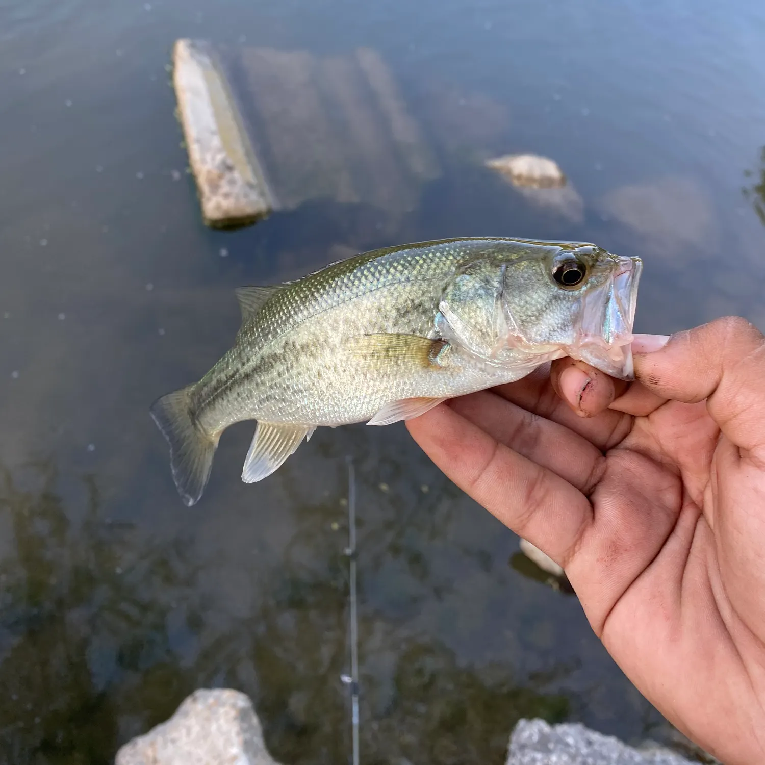 Largemouth bass caught on Fishbrain