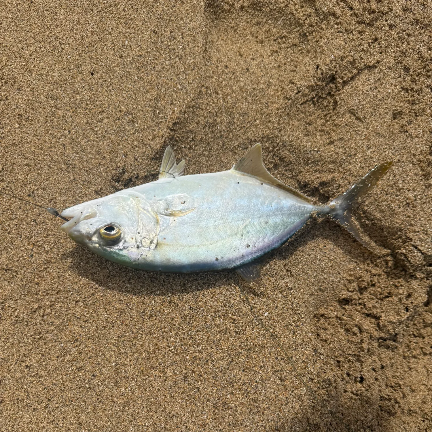 The most recent Bar jack catches on Fishbrain