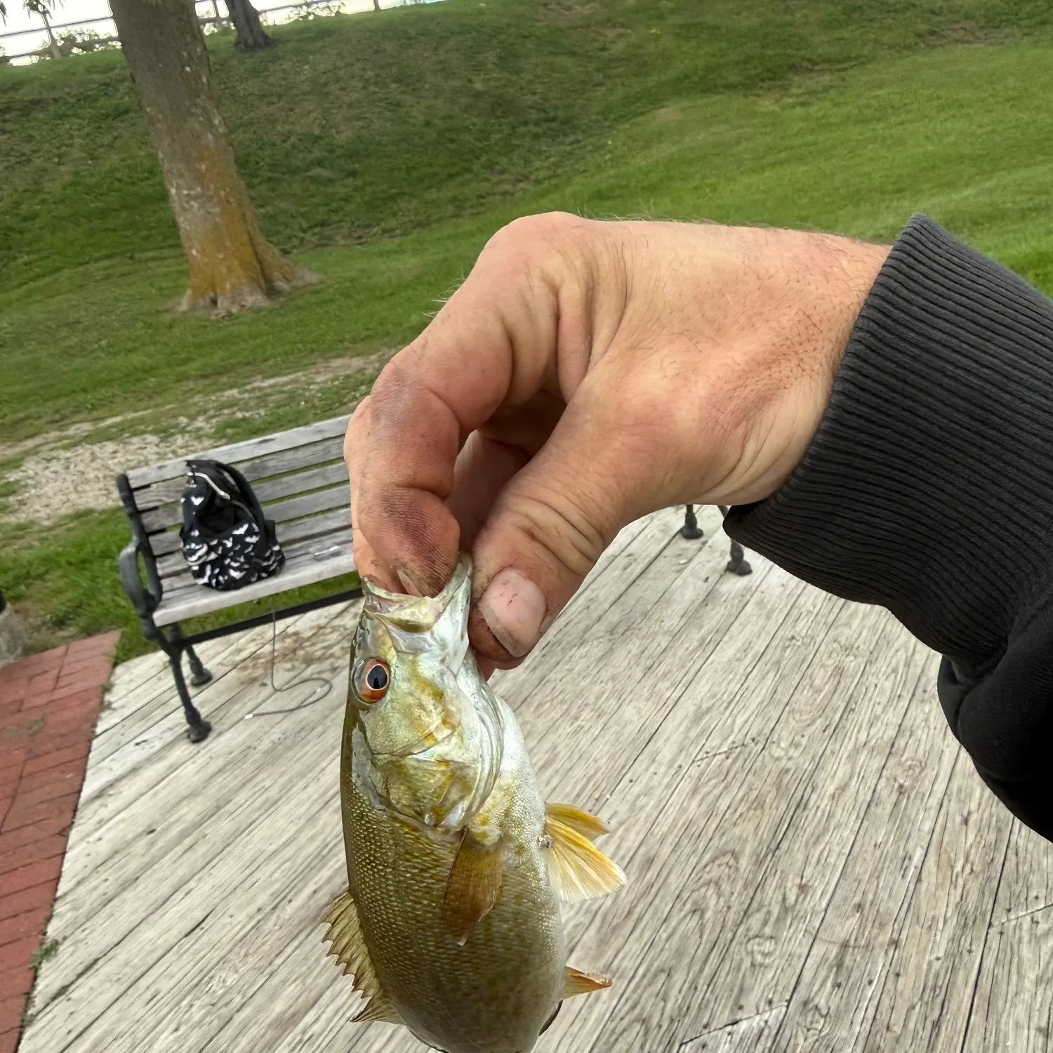 Smallmouth bass caught on Fishbrain