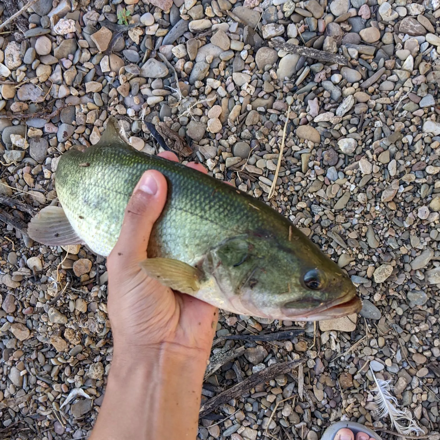 Largemouth bass caught on Fishbrain