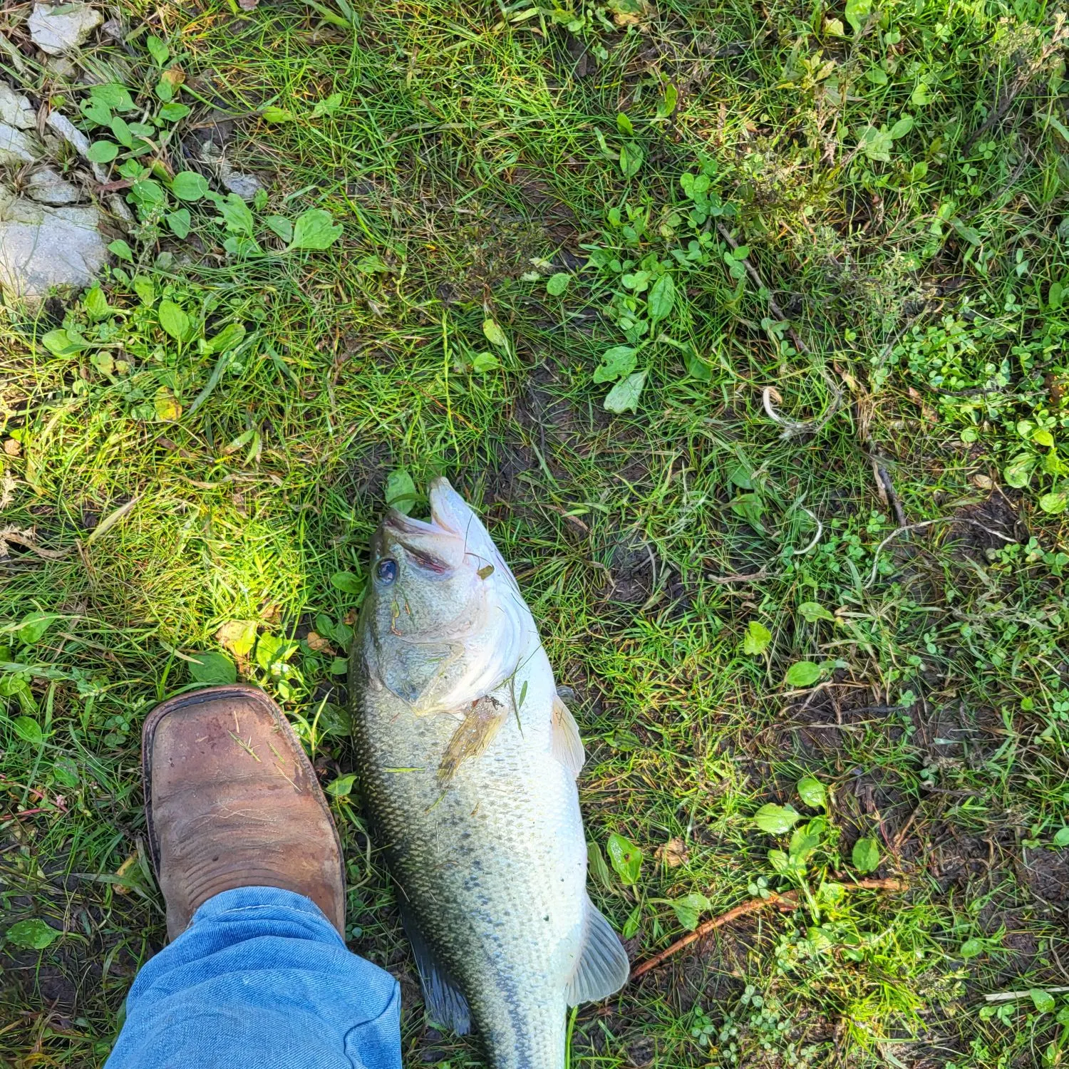 Largemouth bass caught on Fishbrain