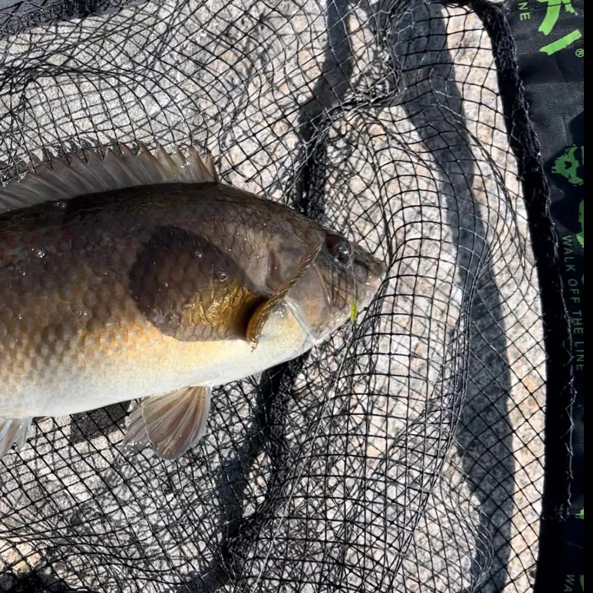 The most recent Ballan wrasse catches on Fishbrain