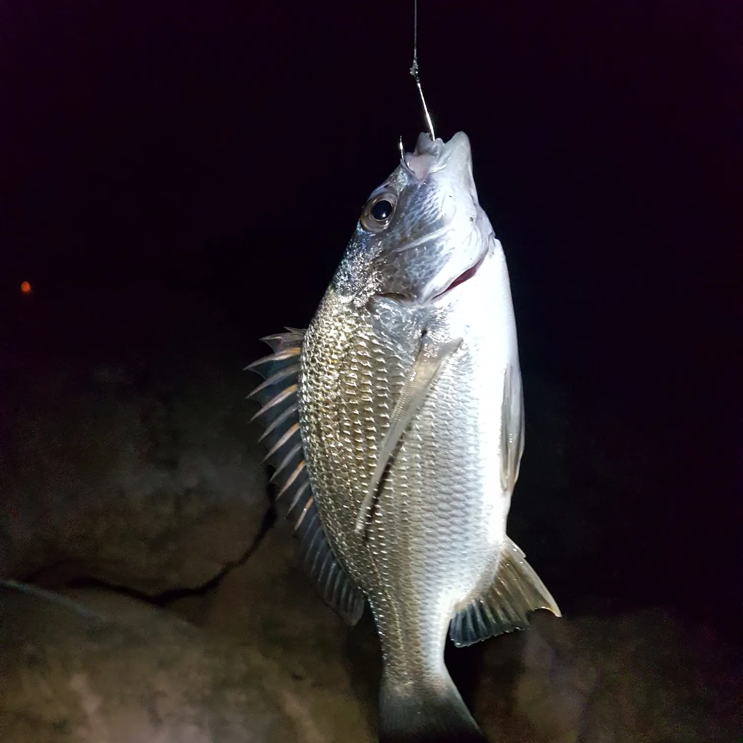 Fish caught on Fishbrain