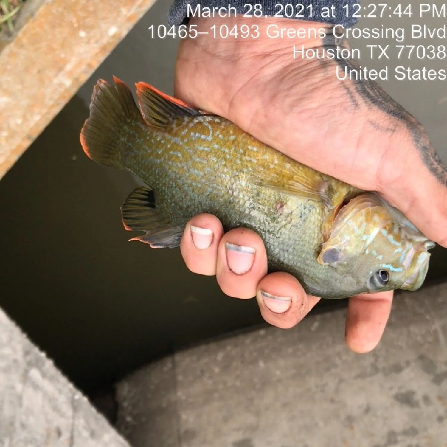 recently logged catches