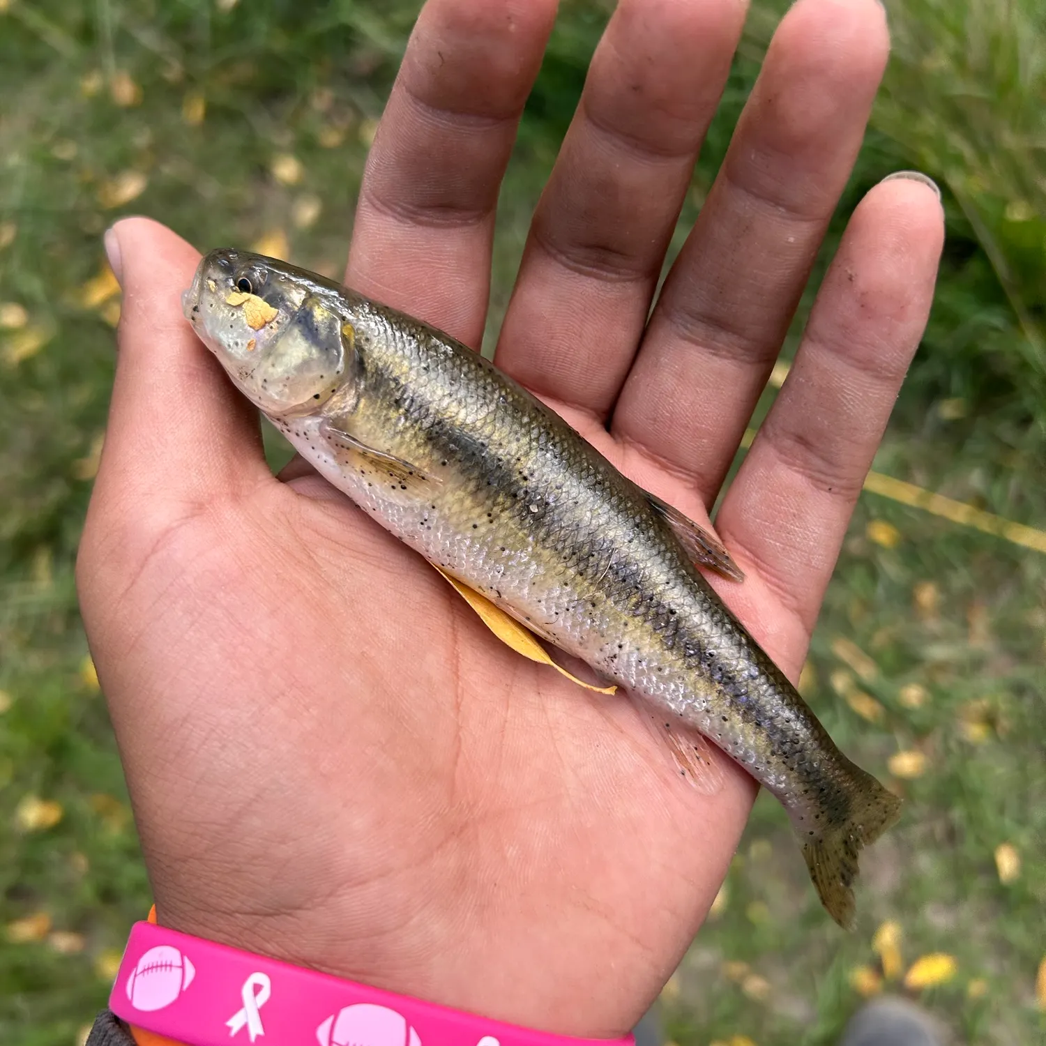 Creek chub caught on Fishbrain