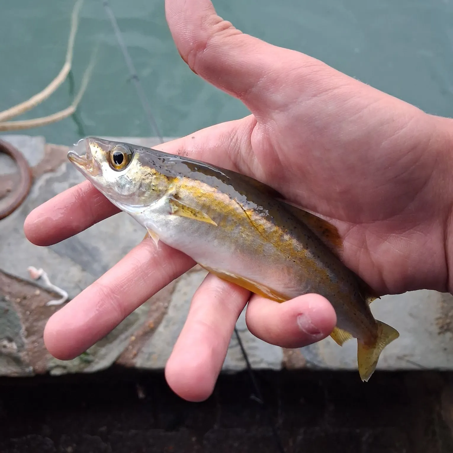 Pollack caught on Fishbrain