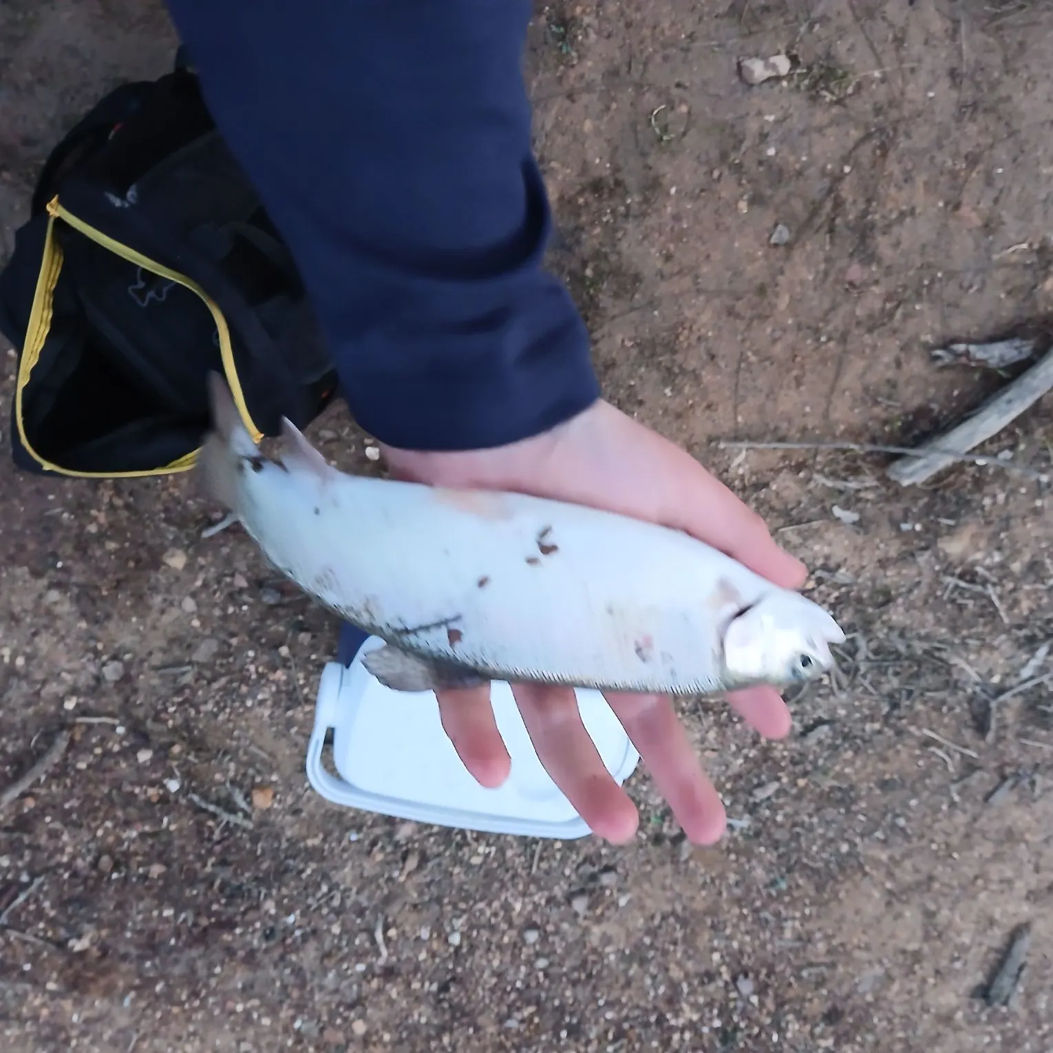 Rainbow trout caught on Fishbrain