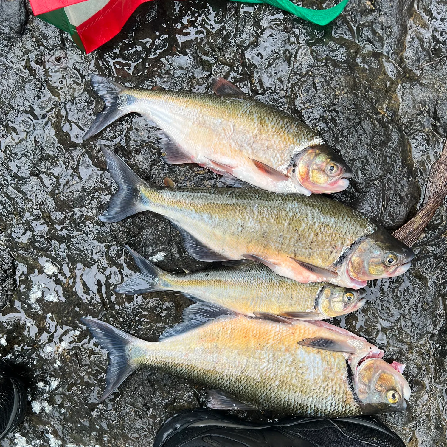 recently logged catches