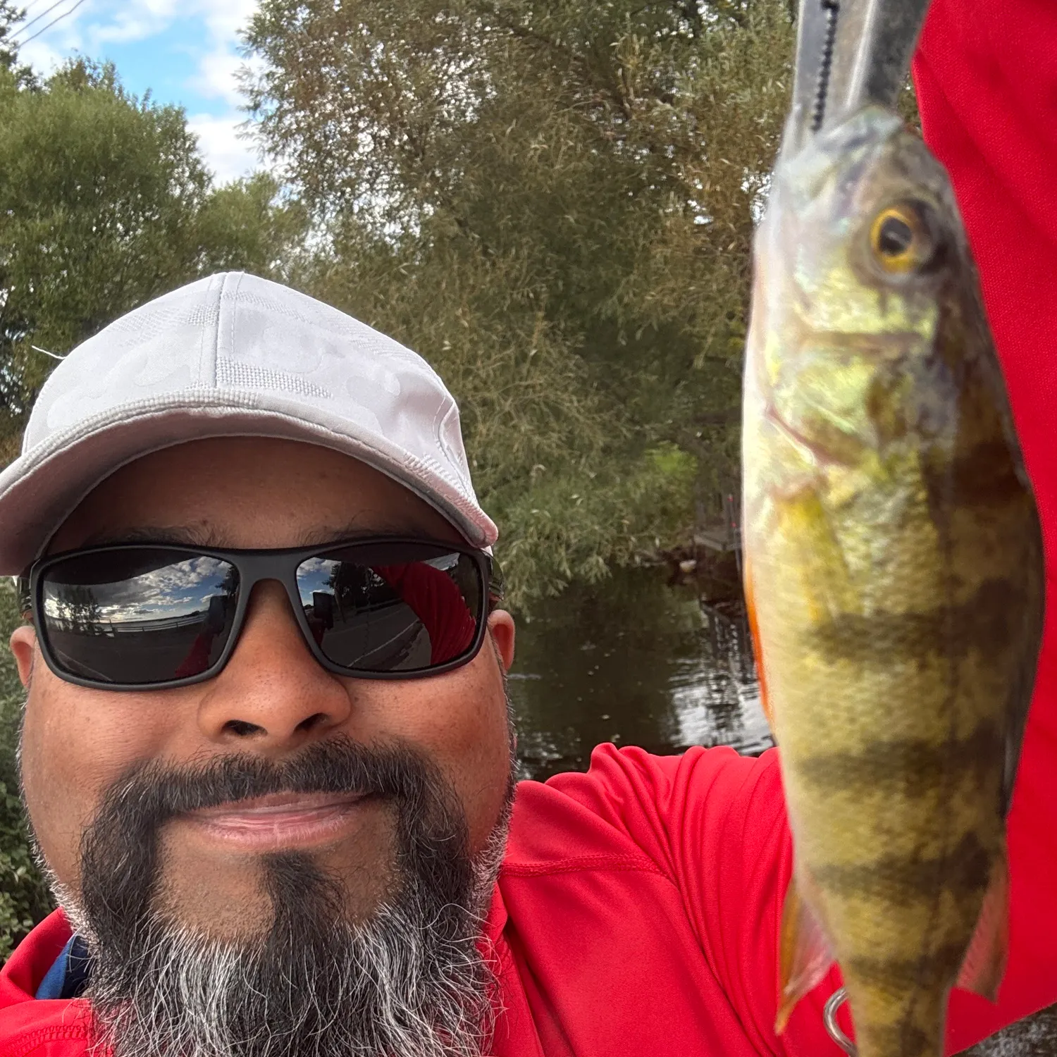 Yellow perch caught on Fishbrain